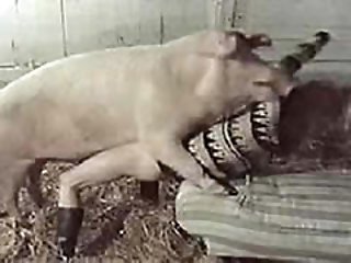Crazy pig fucking the bitch in farm